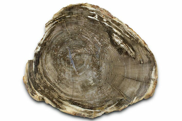 Petrified Wood (Schinoxylon) Round - Blue Forest, Wyoming #365860